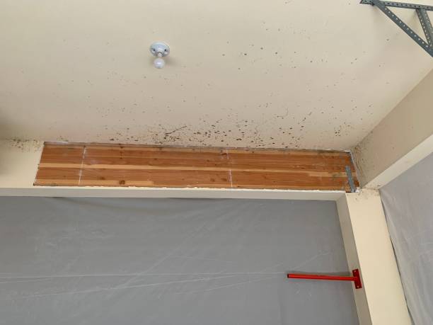 Best Mold Odor Removal Services  in Princeton Junction, NJ