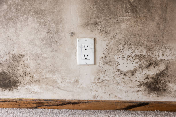 Best Post-Construction Mold Inspection  in Princeton Junction, NJ