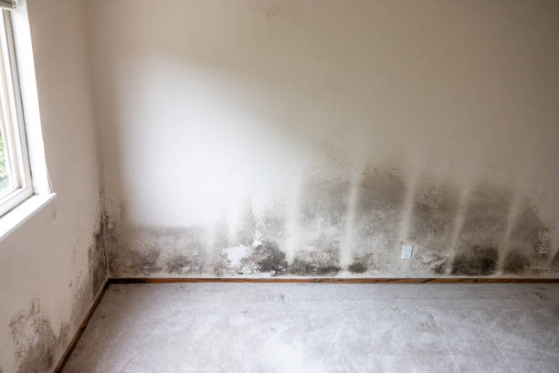 Best Environmental Consulting for Mold Prevention  in Princeton Junction, NJ