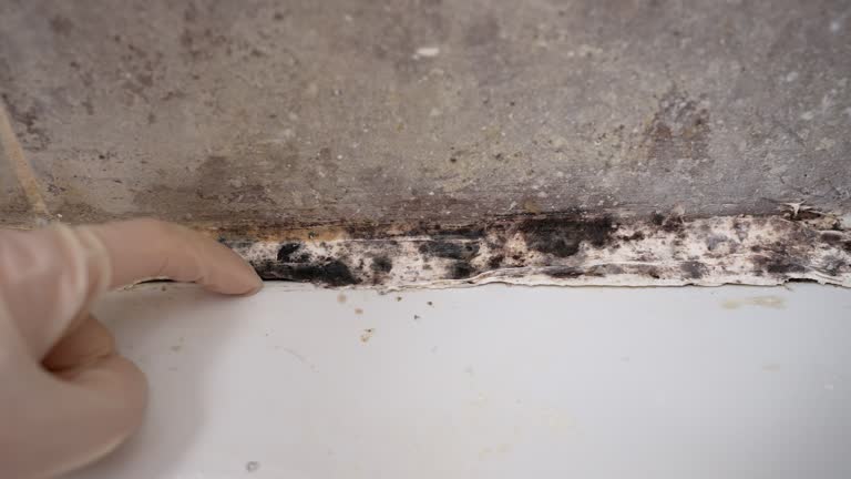 Environmental Consulting for Mold Prevention in Princeton Junction, NJ